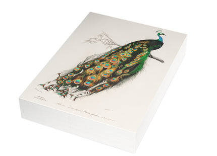 Indian Peafowl by Charles Dessalines D'Orbigny Postcards (envelopes included) - Bundles of 10, 30, 50 Pieces