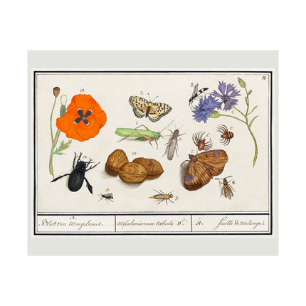 Natural History Ensemble, No. 11 by Anselmus Boëtius de Boodt Matte Horizontal Posters