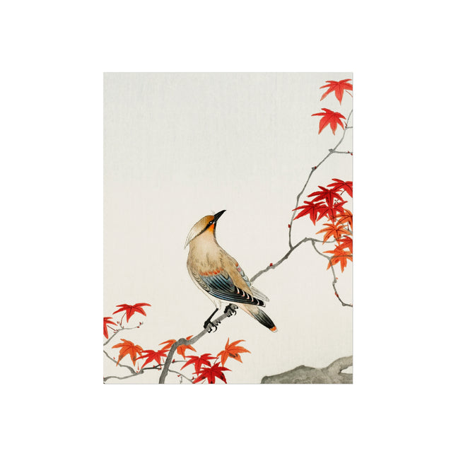 Japanese Plague Bird on Maple by Ohara Koson Fine Art Posters