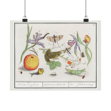 Natural History Ensemble, No. 12 by Anselmus Boëtius de Boodt Matte Horizontal Posters