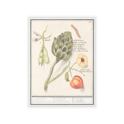 Artichoke, Cynara scolymus, broad beans, Vicia faba and lampion plant, Physalis by Anselmus Boëtius de Boodt Kiss-Cut Stickers (4 Sizes)