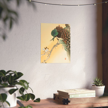 Peacock on a Cherry Blossom Tree by Ohara Koson Fine Art Posters