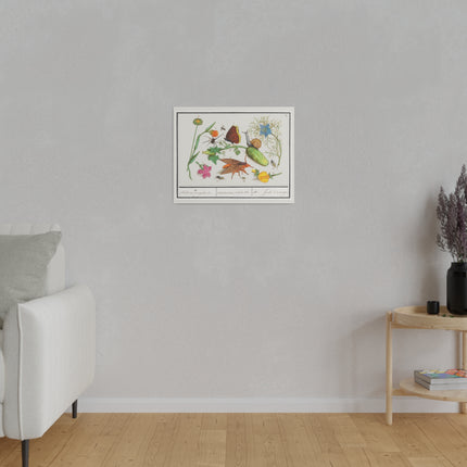 Natural History Ensemble No. 3 – Late Renaissance Illustration by Anselmus Boëtius de Boodt