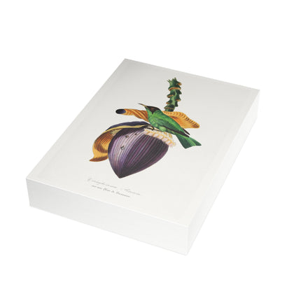 Treecreeper by Paul Gervais Postcards (envelopes included) - Bundles of 10, 30, 50 Pieces