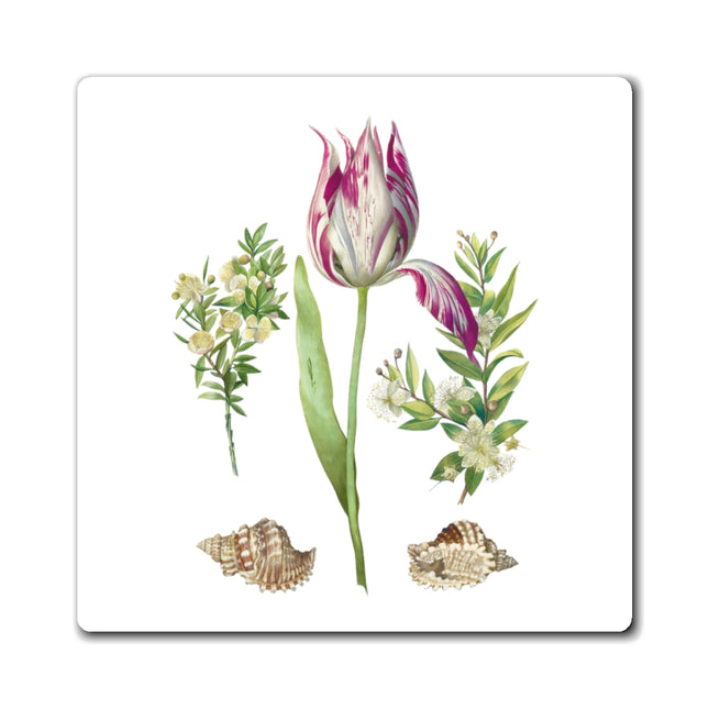 Tulip, Branches of Myrtle, and Shells by Maria Sibylla Merian Magnets (3 Sizes)