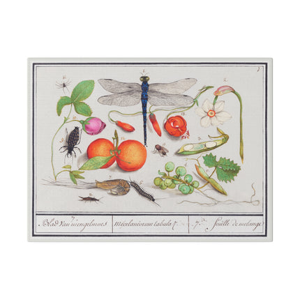 Natural History Ensemble, No. 7 by Anselmus Boëtius de Boodt Matte Horizontal Posters