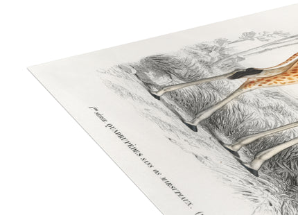Giraffe by Charles Dessalines D'Orbigny Postcards (envelopes included) - Bundles of 10, 30, 50 Pieces