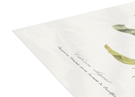 Versicolored Barbet by Paul Gervais Postcards (envelopes included) - Bundles of 10, 30, 50 Pieces