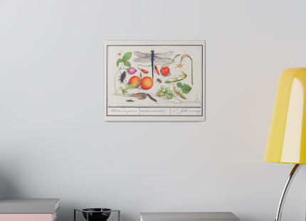 Natural History Ensemble, No. 7 by Anselmus Boëtius de Boodt Matte Matte Canvas, Stretched, 0.75"