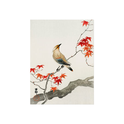 Japanese Plague Bird on Maple by Ohara Koson Fine Art Posters