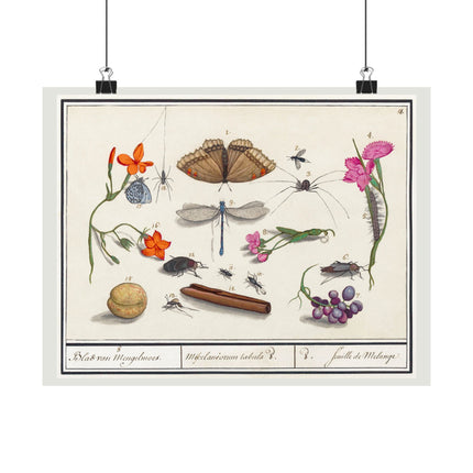 Natural History Ensemble, No. 8 by Anselmus Boëtius de Boodt Matte Horizontal Posters