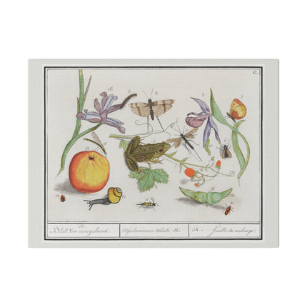 Natural History Ensemble No. 12 – Late Renaissance Illustration by Anselmus Boëtius de Boodt