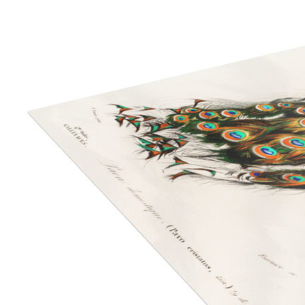 Indian Peafowl by Charles Dessalines D'Orbigny Postcards (envelopes included) - Bundles of 10, 30, 50 Pieces