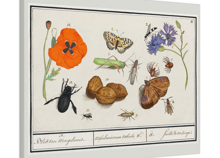Natural History Ensemble, No. 17 by Anselmus Boëtius de Boodt Matte Canvas, Stretched, 0.75"