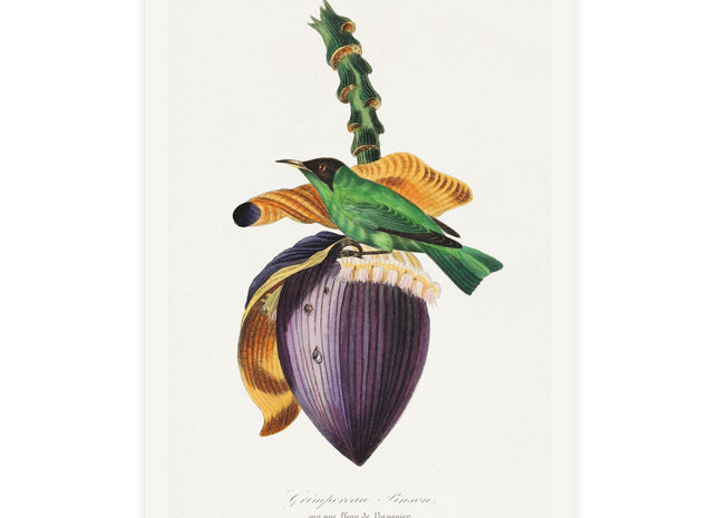 Treecreeper by Paul Gervais Postcards (envelopes included) - Bundles of 10, 30, 50 Pieces