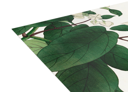 Clerodendrum & Rudbeckia by Tanigami Kônan Postcards (envelopes included) - Bundles of 10, 30, 50 Pieces