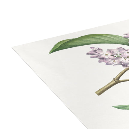 Lilac by Pierre-Joseph Redouté Postcards (envelopes included) - Bundles of 10, 30, 50 Pieces