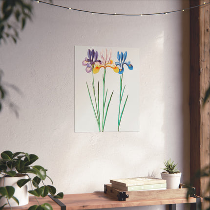 Iris, Iris Sibirica by Anselmus Boëtius de Boodt Fine Art Posters