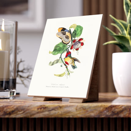 Versicolored Barbet by Paul Gervais Ceramic Tile