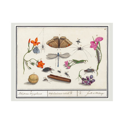 Natural History Ensemble, No. 8 by Anselmus Boëtius de Boodt Matte Horizontal Posters