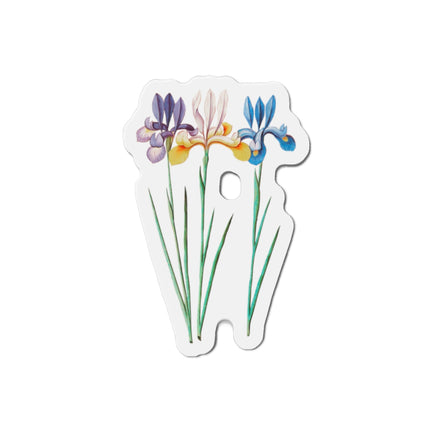 Iris, Iris sibirica by Anselmus Boëtius de Boodt Die-Cut Magnets (5 Sizes)
