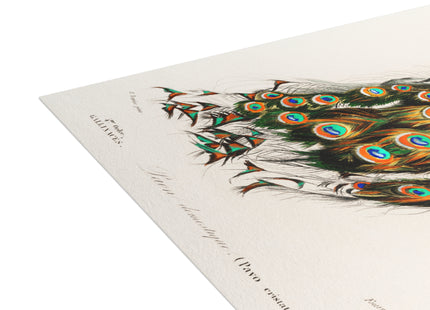 Indian Peafowl by Charles Dessalines D'Orbigny Postcards (envelopes included) - Bundles of 10, 30, 50 Pieces