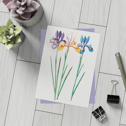 Iris, Iris Sibirica by Anselmus Boëtius de Boodt Postcards (envelopes included) - Bundles of 10, 30, 50 Pieces