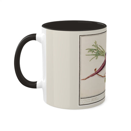 Carrot, Daucus Carota and Red currant, Ribes rubrum by Anselmus Boëtius de Boodt Colorful Mugs, 11oz