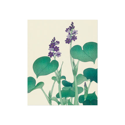 Blooming Hosta by Ohara Koson Fine Art Posters