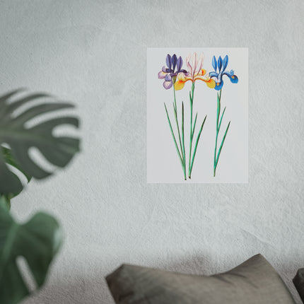 Iris, Iris Sibirica by Anselmus Boëtius de Boodt Fine Art Posters
