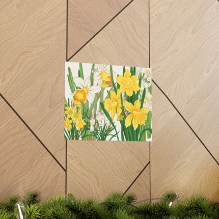 Daffodil by Tanigami Kônan Premium Matte horizontal posters