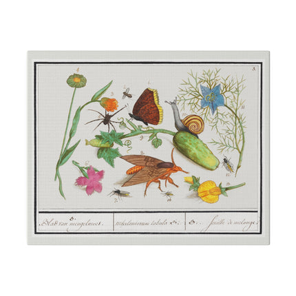 Natural History Ensemble No. 3 – Late Renaissance Illustration by Anselmus Boëtius de Boodt