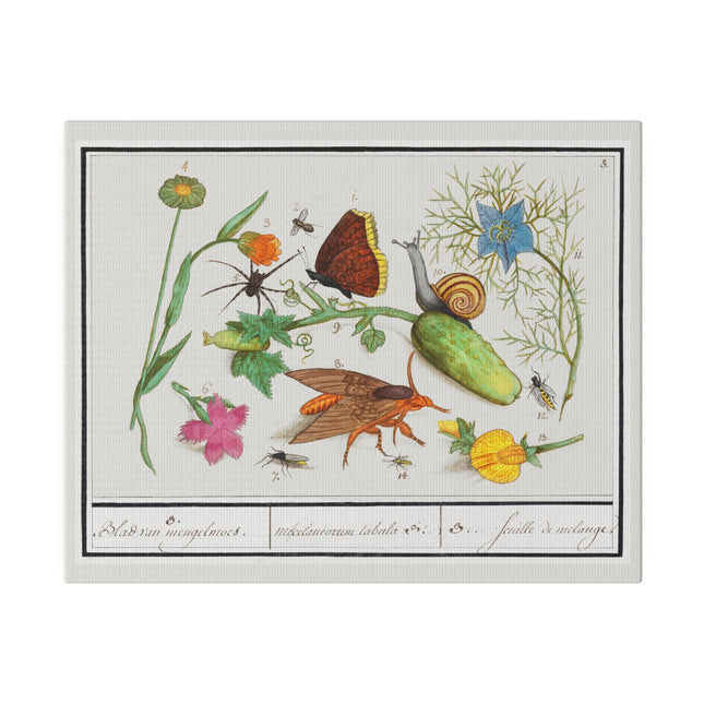 Natural History Ensemble No. 3 – Late Renaissance Illustration by Anselmus Boëtius de Boodt