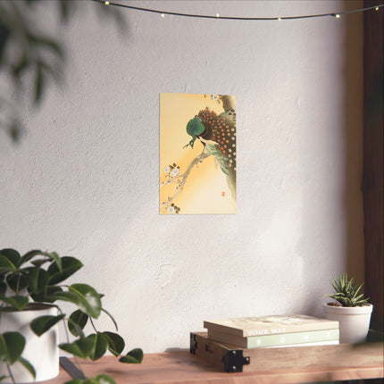 Peacock on a Cherry Blossom Tree by Ohara Koson Fine Art Posters