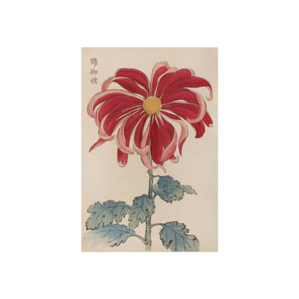 Chrysanthemum Elegance Fine Art Posters