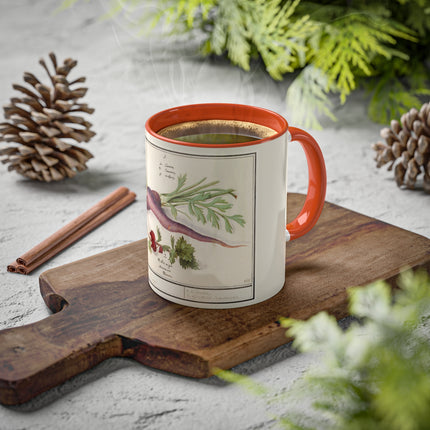 Carrot, Daucus Carota and Red currant, Ribes rubrum by Anselmus Boëtius de Boodt Colorful Mugs, 11oz