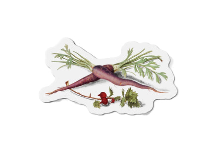 Carrot, Daucus carota and red currant, Ribes rubrum by Anselmus Boëtius de Boodt Die-Cut Magnets (5 Sizes)
