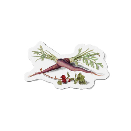 Carrot, Daucus carota and red currant, Ribes rubrum by Anselmus Boëtius de Boodt Die-Cut Magnets (5 Sizes)