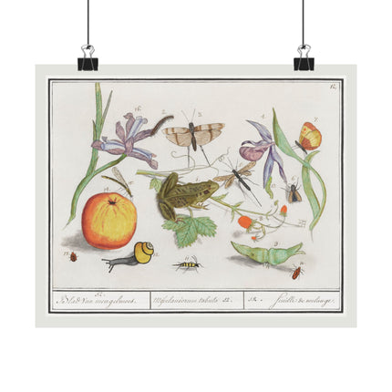 Natural History Ensemble, No. 12 by Anselmus Boëtius de Boodt Matte Horizontal Posters