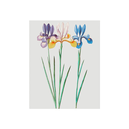 Iris, Iris Sibirica by Anselmus Boëtius de Boodt Fine Art Posters