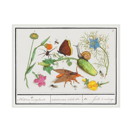 Natural History Ensemble, no. 3 by Anselmus Boëtius de Boodt Matte Horizontal Posters