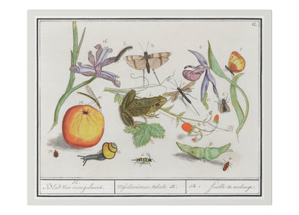 Natural History Ensemble, No. 12 by Anselmus Boëtius de Boodt Matte Canvas, Stretched, 0.75"