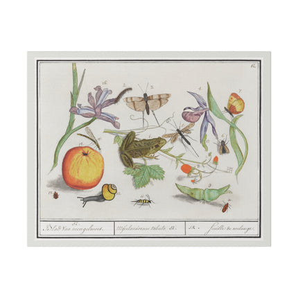 Natural History Ensemble No. 12 – Late Renaissance Illustration by Anselmus Boëtius de Boodt