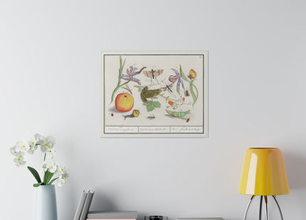 Natural History Ensemble, No. 12 by Anselmus Boëtius de Boodt Matte Canvas, Stretched, 0.75"
