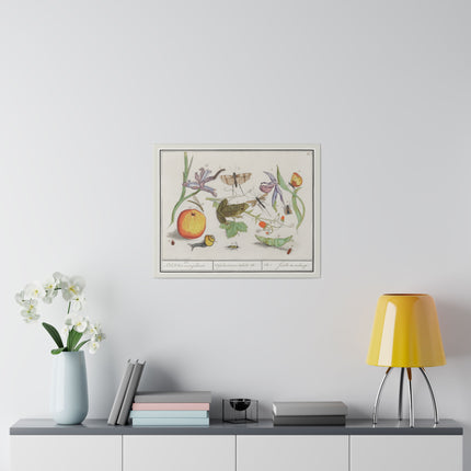 Natural History Ensemble No. 12 – Late Renaissance Illustration by Anselmus Boëtius de Boodt