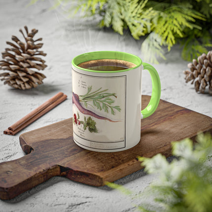 Carrot, Daucus Carota and Red currant, Ribes rubrum by Anselmus Boëtius de Boodt Colorful Mugs, 11oz