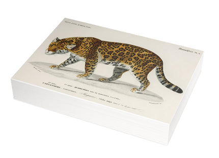 Jaguar by Charles Dessalines D'Orbigny Postcards (envelopes included) - Bundles of 10, 30, 50 Pieces