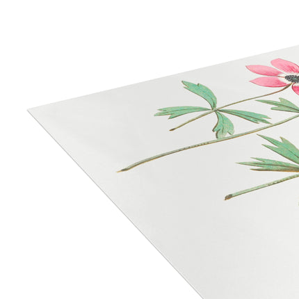 Anemoon, Anemone by Anselmus Boëtius de Boodt Postcards (envelopes included) - Bundles of 10, 30, 50 Pieces