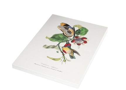 Versicolored Barbet by Paul Gervais Postcards (envelopes included) - Bundles of 10, 30, 50 Pieces