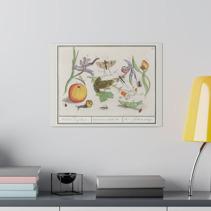 Natural History Ensemble No. 12 – Late Renaissance Illustration by Anselmus Boëtius de Boodt